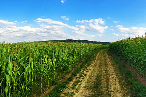 Australia's Bioenergy Roadmap Report - Australian Renewable Energy Agency