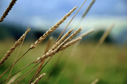 Harness the benefits of biogas
